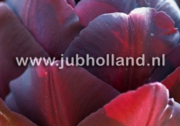 Tulipa, vēla, pild. z. Black Hero 11/12