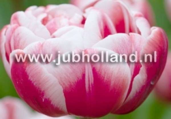 Tulipa, vēla, pild. z. Drumline 11/12