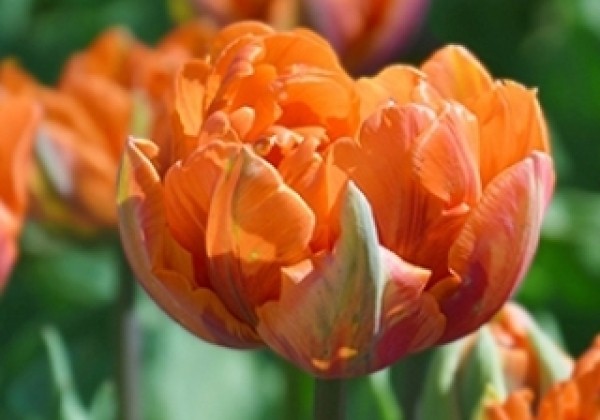 Tulipa, vēla, pild. z. Orange Princess 11/12