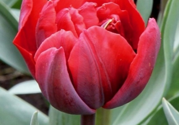 Tulipa, vēla, pild. z. Red Princess 11/12