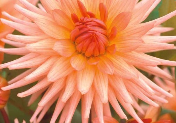 Dahlia hortensis Preference
