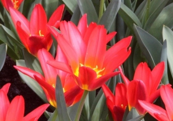 Tulipa, Kaufmaņa Scarlet Baby 12/+