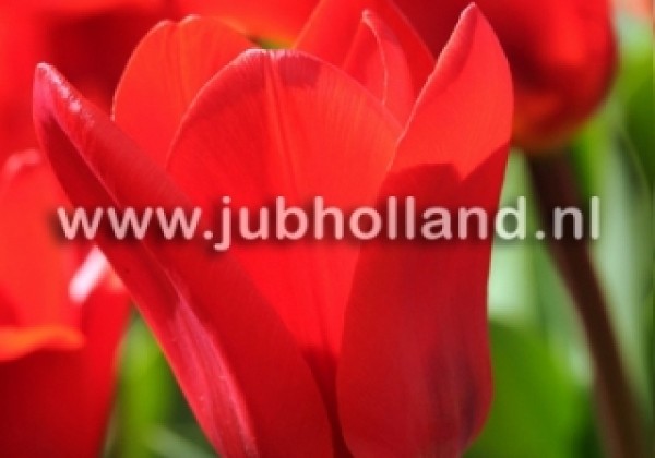 Tulipa, Kaufmaņa Showwinner 11/12