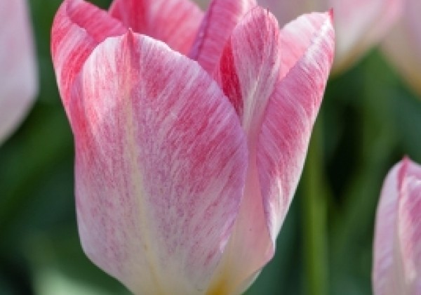 Tulipa, Fostera Flaming Purissima 12/+