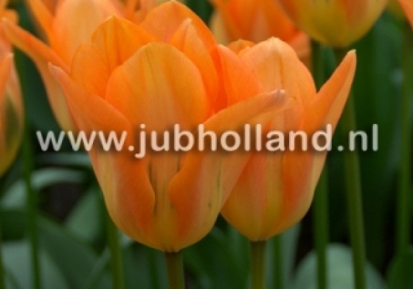 Tulipa, Fostera Orange Emperor 12/+
