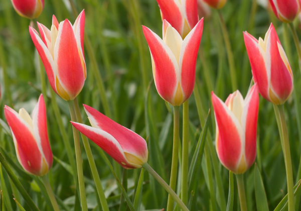 Tulipa clusiana Peppermintstick 6/+