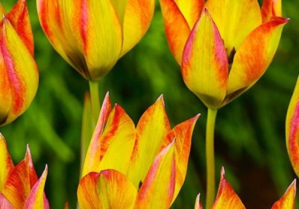 Tulipa orphanidea Flava 6/+