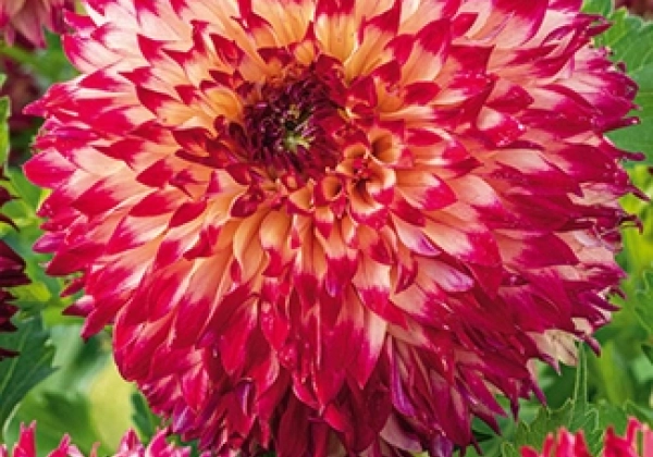 Dahlia hortensis Aiyana