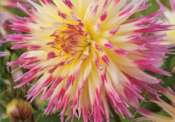 Dahlia hortensis Lindsay Michelle