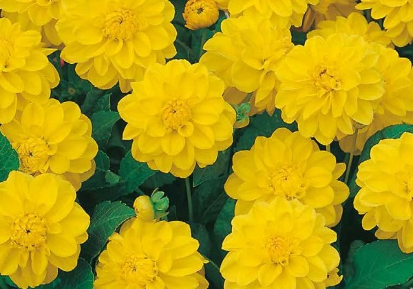 Dahlia hortensis Sisa