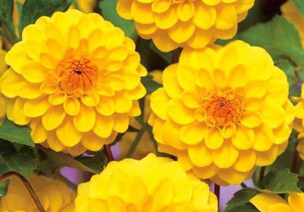 Dahlia hortensis Golden Scepter