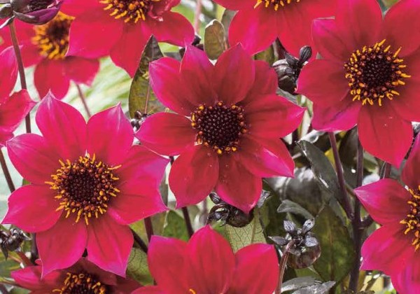 Dahlia hortensis Cherry Red