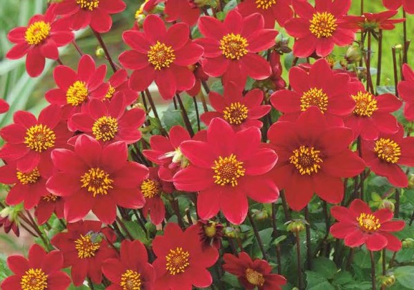Dahlia hortensis Topmix Red