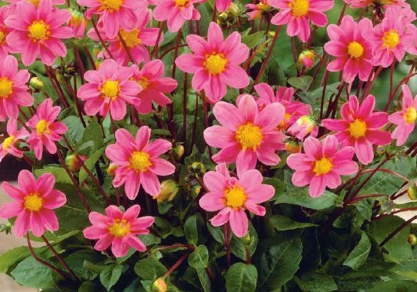 Dahlia hortensis Topmix Pink