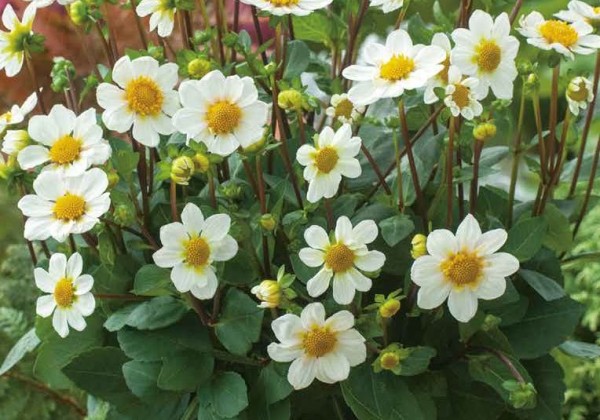 Dahlia hortensis Topmix White