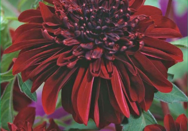 Gladiolus White 10/12