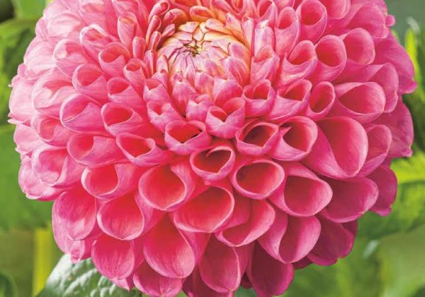 Lilium OR Oriental Red - White 12/14