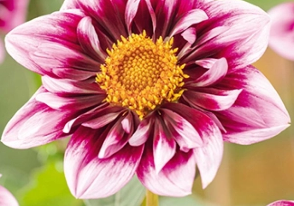 Dahlia hortensis Liquid Desire