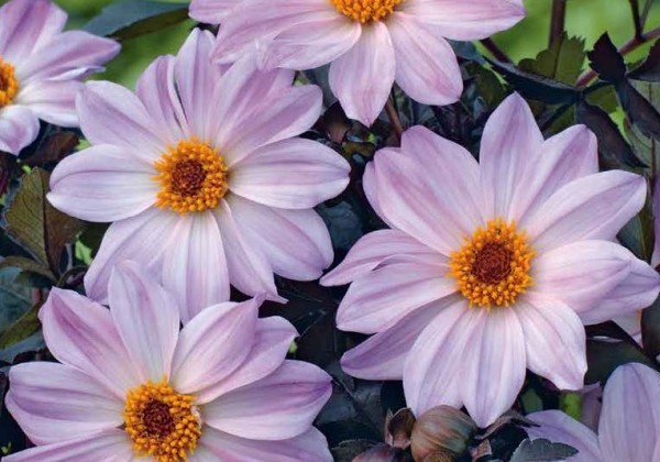 Sīpolpuķu maisījums Bulb Garden Pink