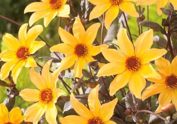 Sīpolpuķu maisījums Bulb Garden Colour Explosion