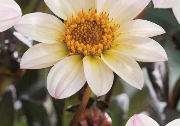 Dahlia hortensis Happy Days Cream White