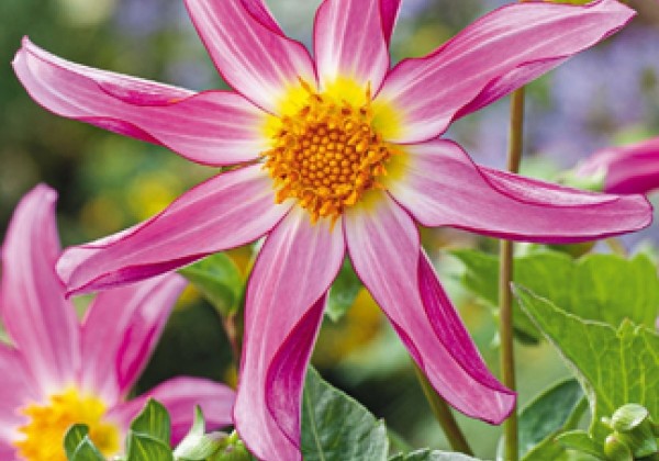 Dahlia hortensis Honka Roze / Pink