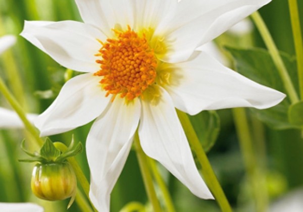 Dahlia hortensis Honka Wit / White