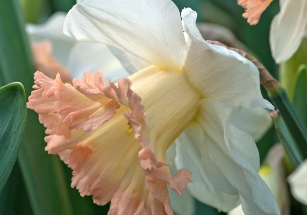 Narcissus, trompešu British Gamble 12/14