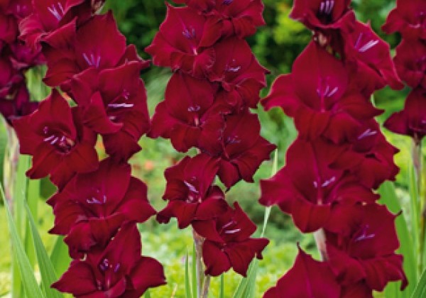 Gladiolus Black Surprise 12/14