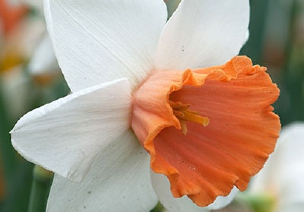 Narcissus, lielziedu Chromacolor 12/14
