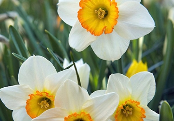 Narcissus, lielziedu Flower Record 14/16