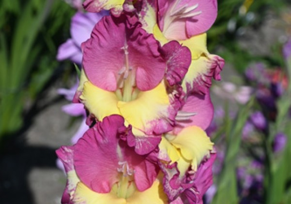 Gladiolus Extravert
