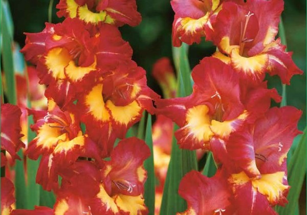 Sīpolpuķu maisījums Bulb Garden Mix