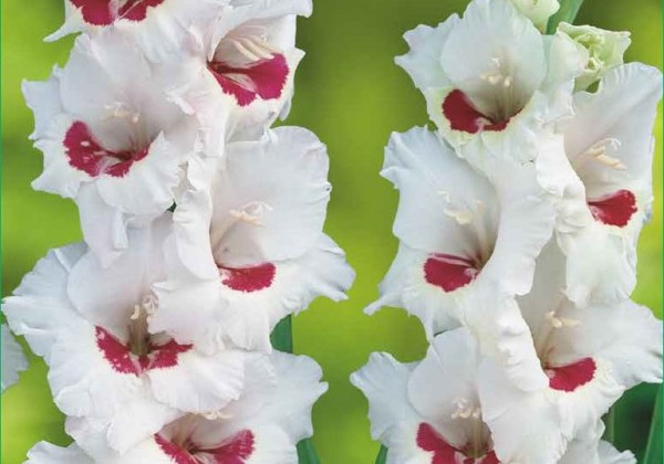 Sīpolpuķu maisījums Bulb Garden Blue