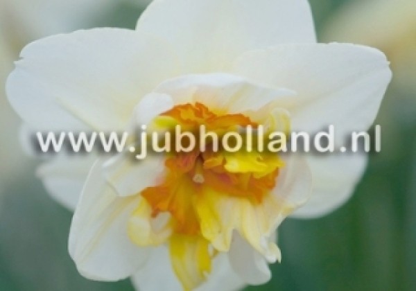 Narcissus, pildītiem z. Flower Drift 12/14