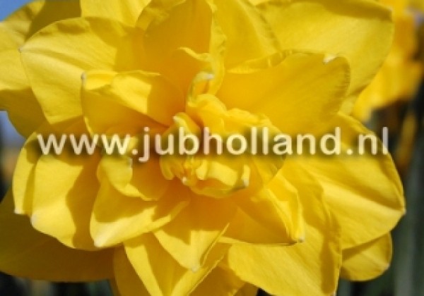 Narcissus, pildītiem z. Golden Ducat 12/14