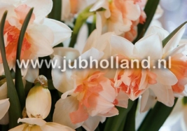 Narcissus, pildītiem z. My Story 12/14