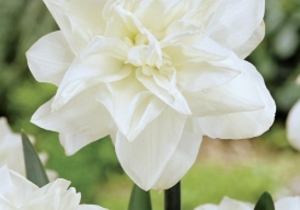 Narcissus, pildītiem z. Obdam 14/16