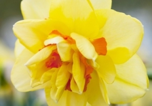 Narcissus, pildītiem z. Tahiti 14/16