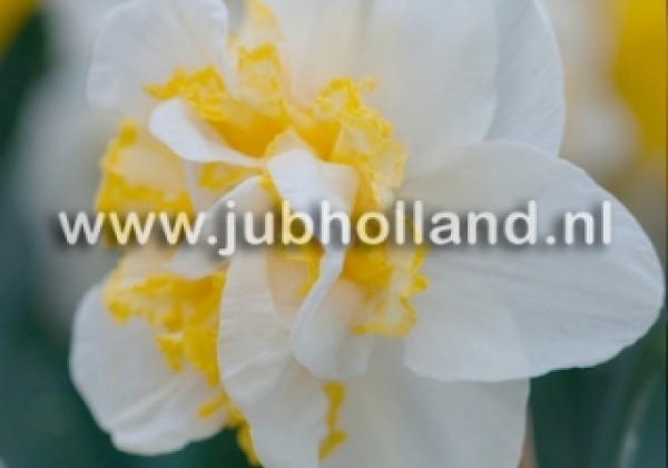 Narcissus, pildītiem z. Westward 12/14