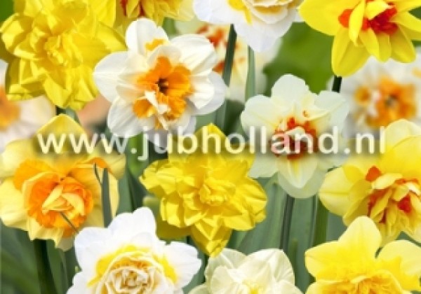 Narcissus, pildītiem z. Double Mix 12/14