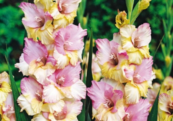 Gladiolus Mon Amour 12/14