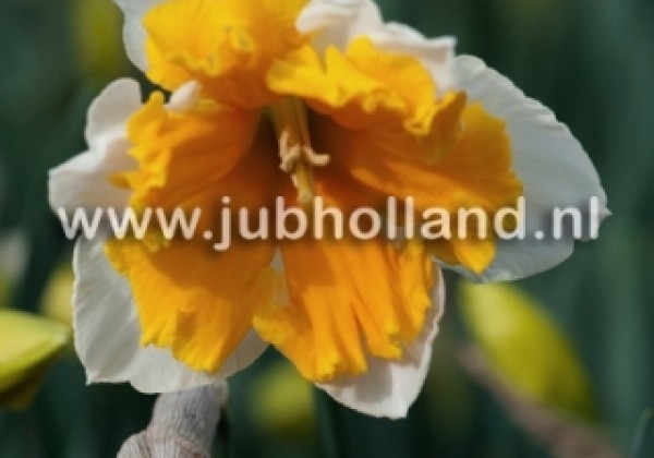 Narcissus, šķeltziedu Orangery 12/14