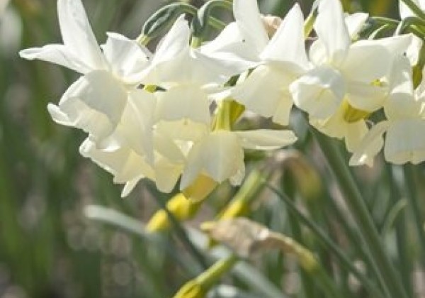 Narcissus, botāniskā Starlight Sensation 12/14