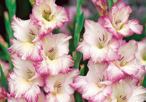 Sīpolpuķu maisījums Buzzy Bulbs Blue - White