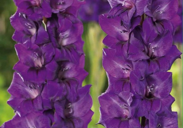 Gladiolus Purple Flora 12/14