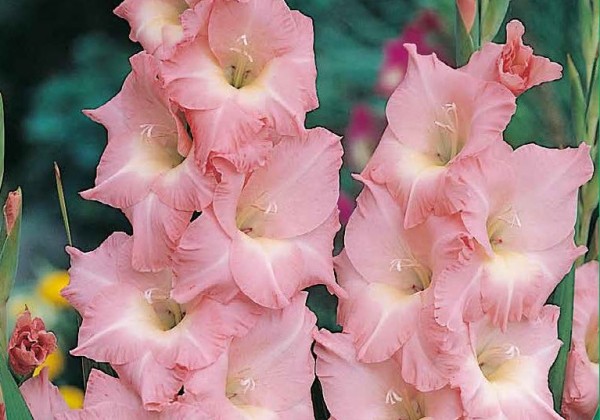 Sīpolpuķu maisījums Buzzy Bulbs Purple - Violet