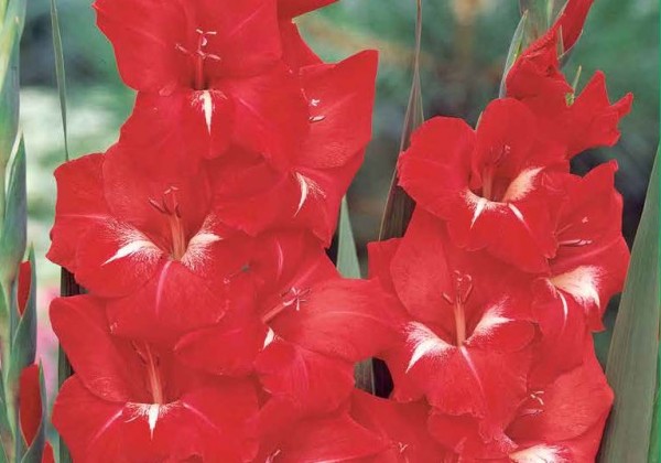 Sīpolpuķu maisījums Buzzy Bulbs White - Yellow