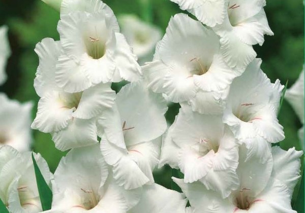 Gladiolus White Prosperity 12/14