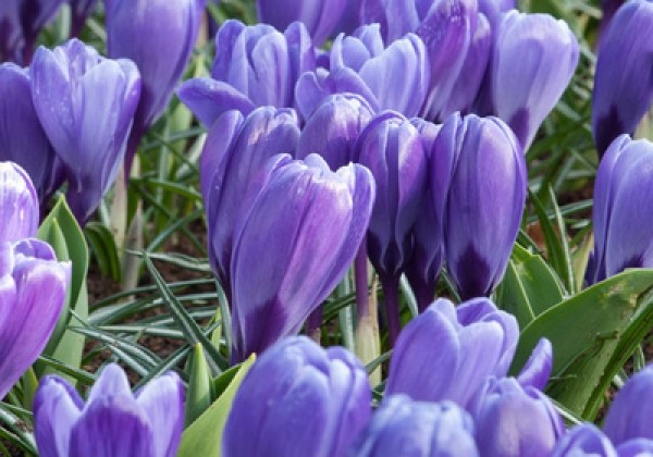 Crocus vernus Blue Ocean  8/9